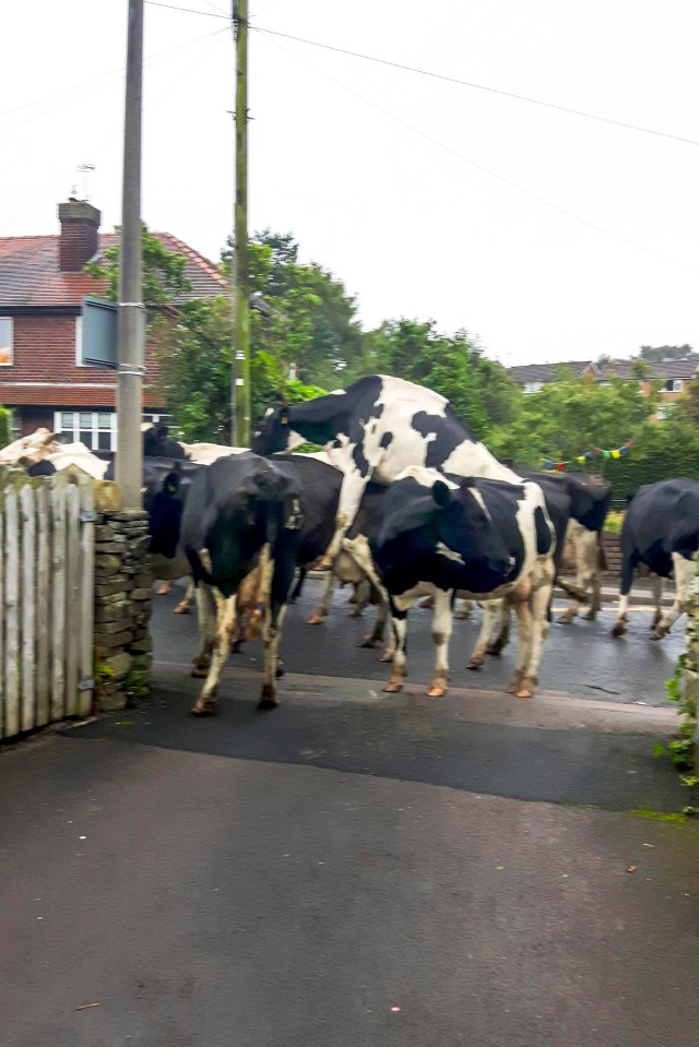 A grandma took pictures of the 40 cows meandering across her neighbour'[s front gardens in a half-hour rampage