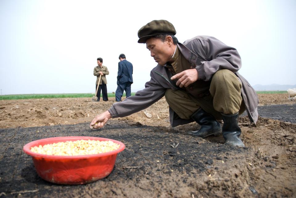  A peasant plants grain with his hand in North Korea where the majority of people are impoverished and live in fear of the Kim regime