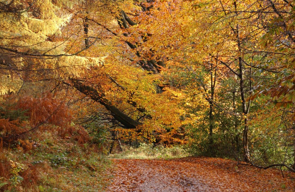 Grizedale Forest is listed as a top leaf-peeping spot by The Forestry Commission's Feel Good Autumn campaign