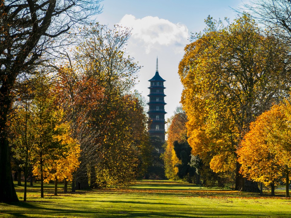 You can lean how to become an expert tree-spotter at Kew Gardens