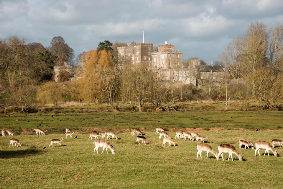  The deer park sits next to Powderham Castle