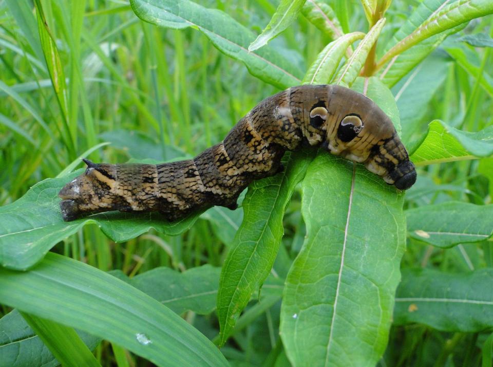  The terrifying beast turned out to be a harmless two-inch caterpillar