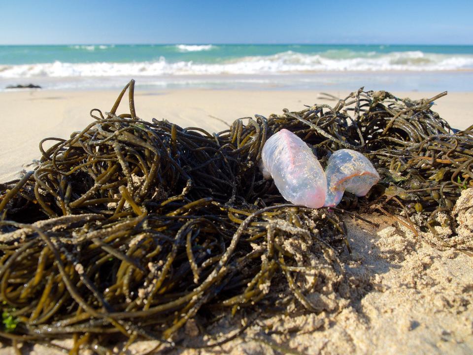  Portuguese man o' war have arrived in unprecedented numbers thanks to westerly winds over the Atlantic