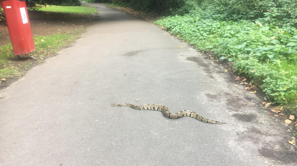  The snake was first found by a jogger