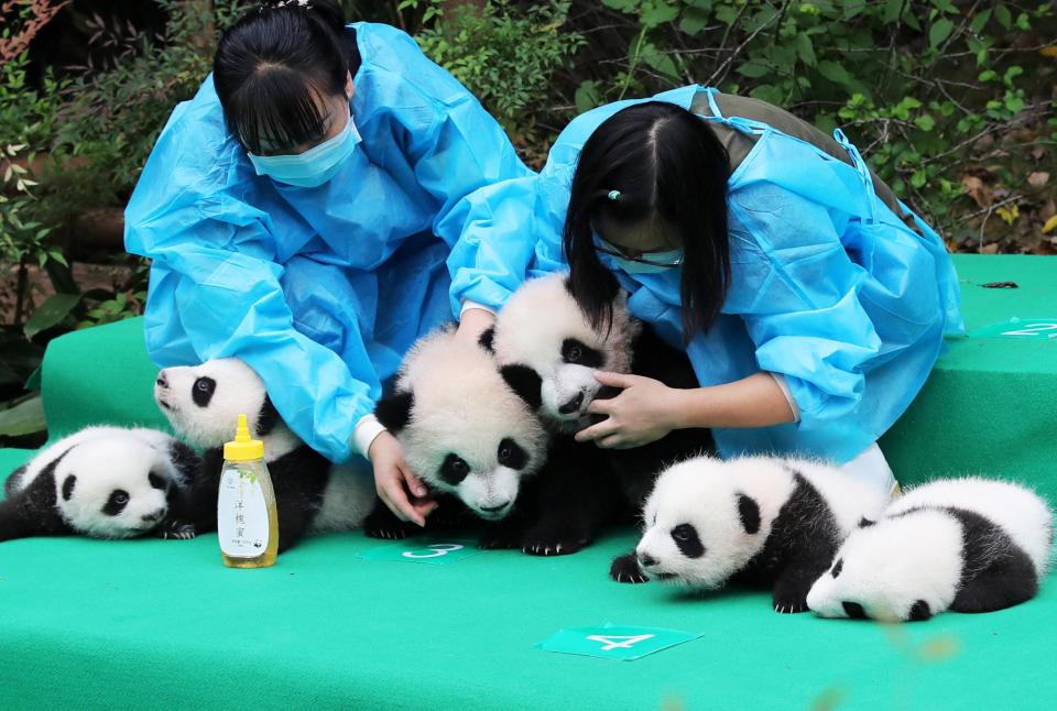  The baby pandas were meeting the public for the first time