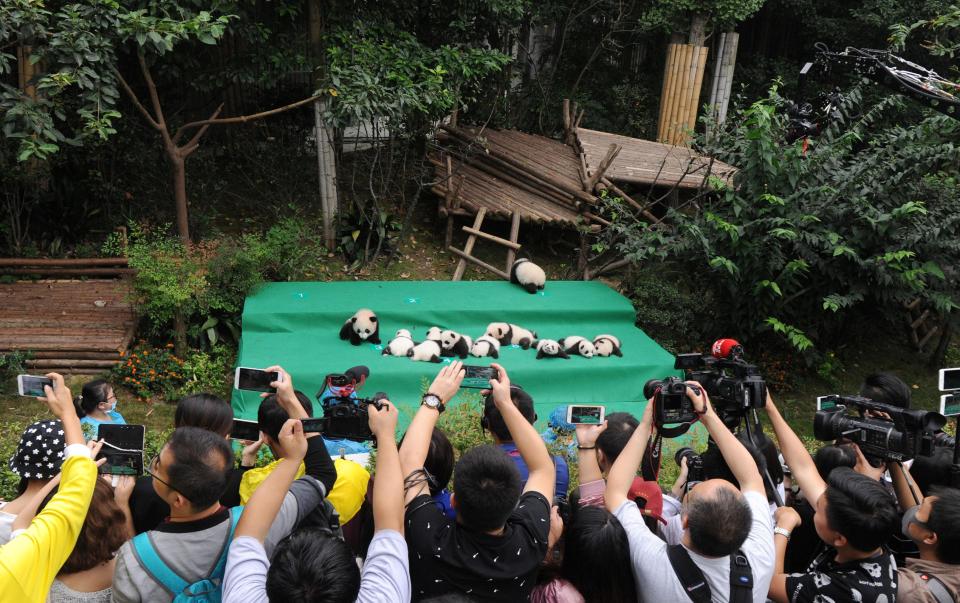  Crowds clamoured to get a look at the adorable animals