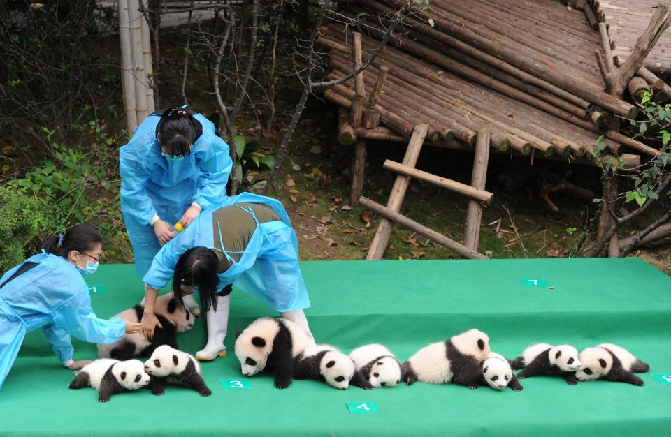  The adorable panda cubs were on display at Chengdu breeding centre