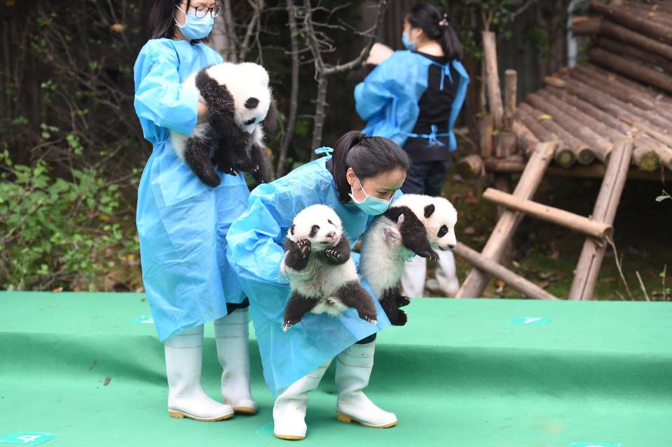  The adorable giant panda cubs are fed and cared for by the panda base staff in Chengdu