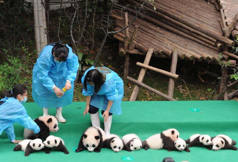  Eleven cubs made their debut at the panda base in Chengdu