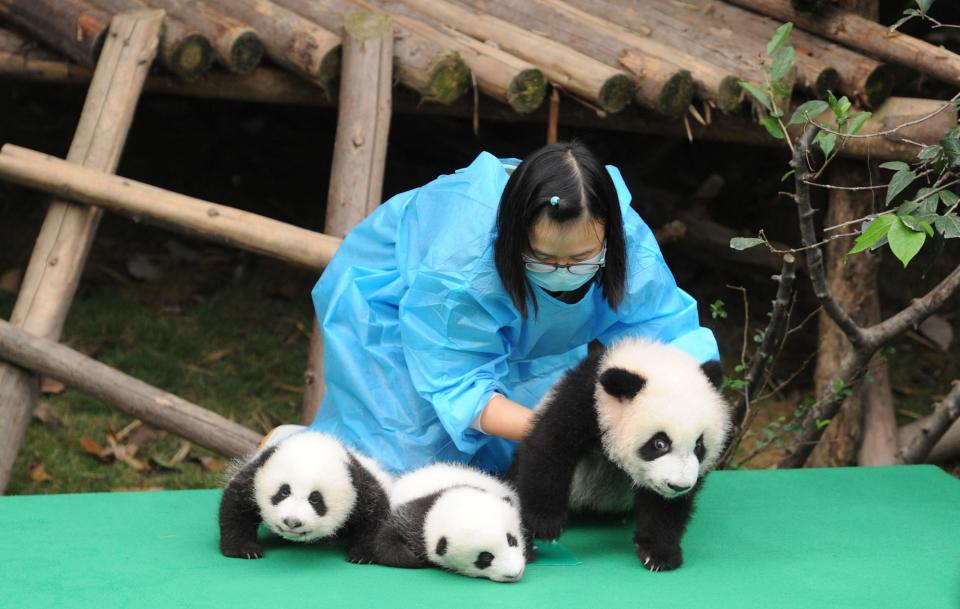  The keepers tried to keep the babies in line