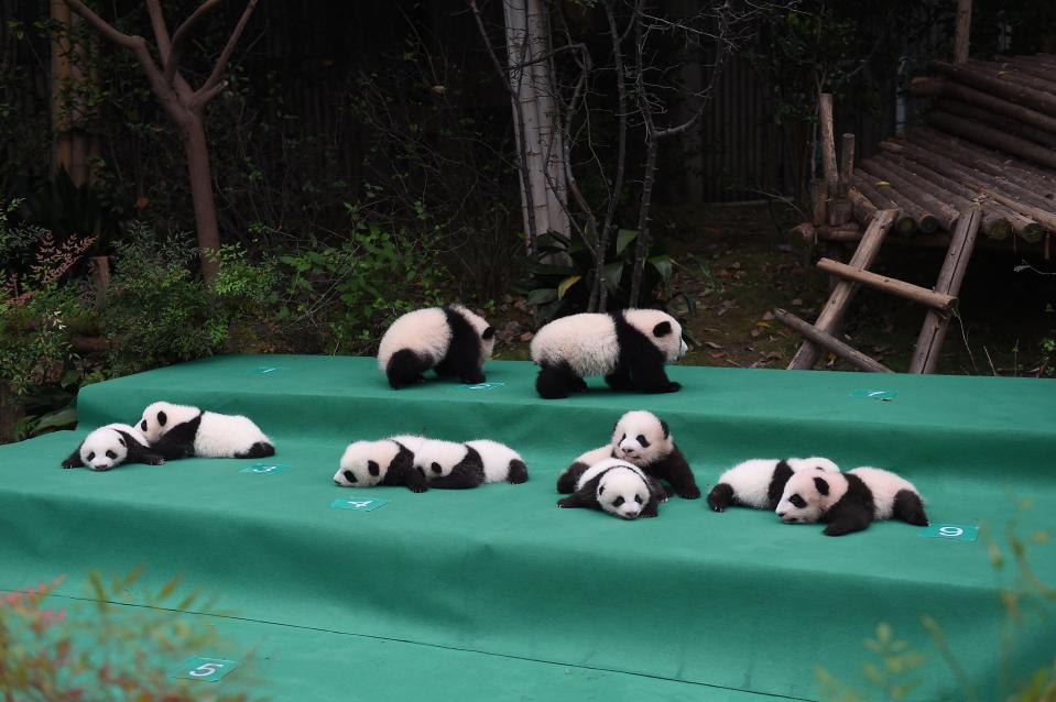  The pandas lolled around on the stage in front of their adoring audience