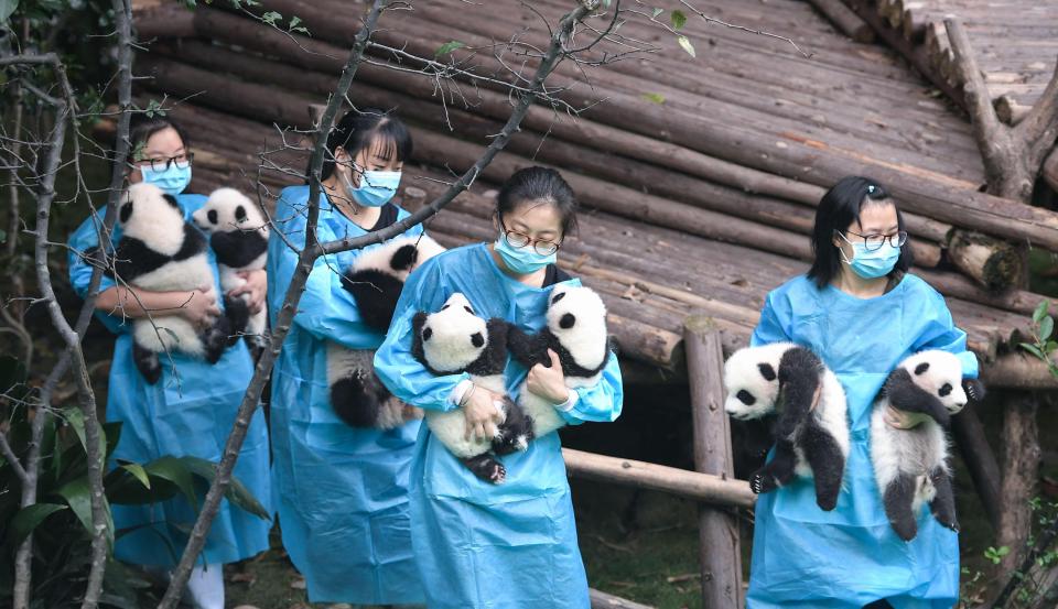  It was the first time the cubs were shown to the public