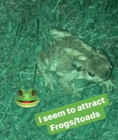  It followed Lucy's post about attracting frogs - which hinted at issues