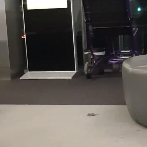  A mouse was filmed inside one of British Airways' lounges in Heathrow