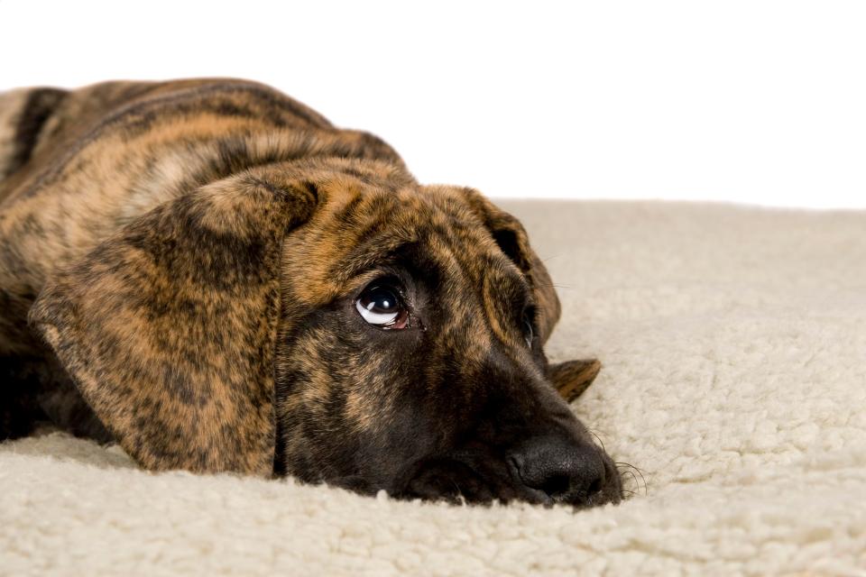  Pet sitters look after people’s animals while they are away from home