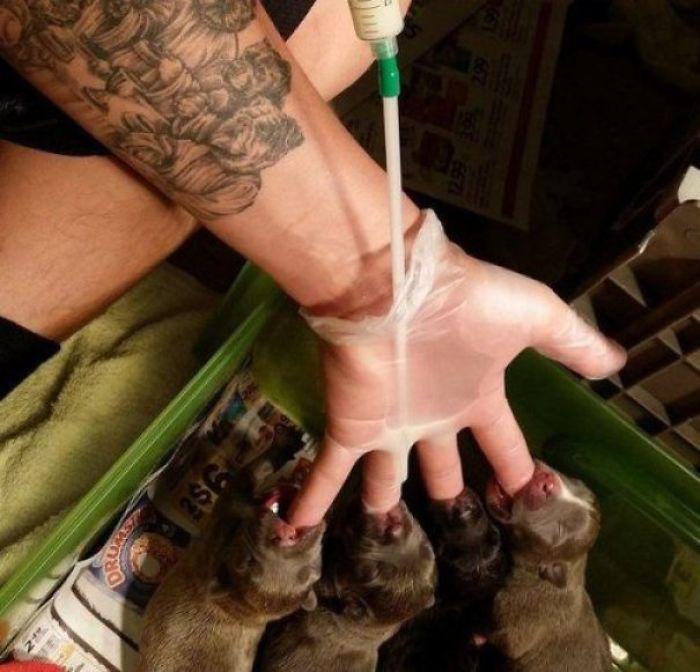  If you're lucky enough to have four puppies to hand, here's how to feed them all at once