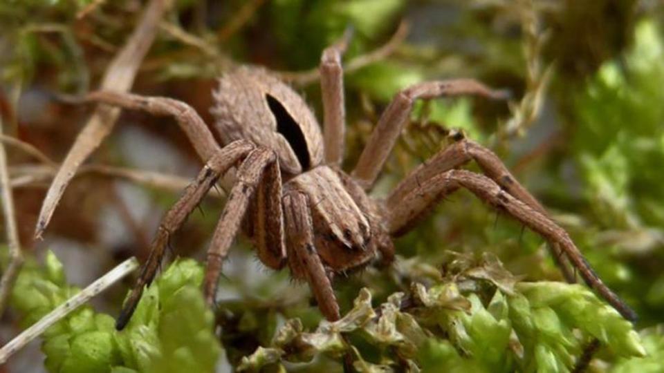  The diamond spider, pictured, is the first to be found for more than 50 years