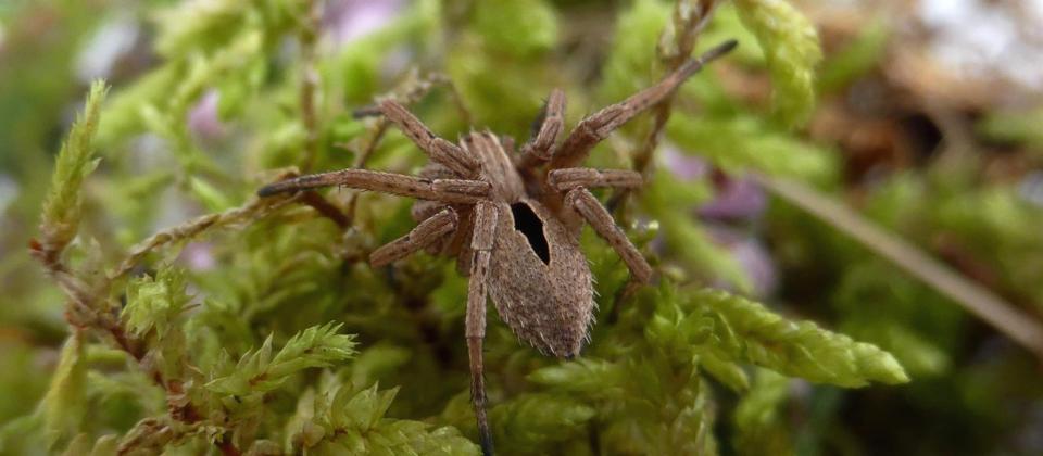  It was rediscovered lurking in a forest in Nottinghamshire