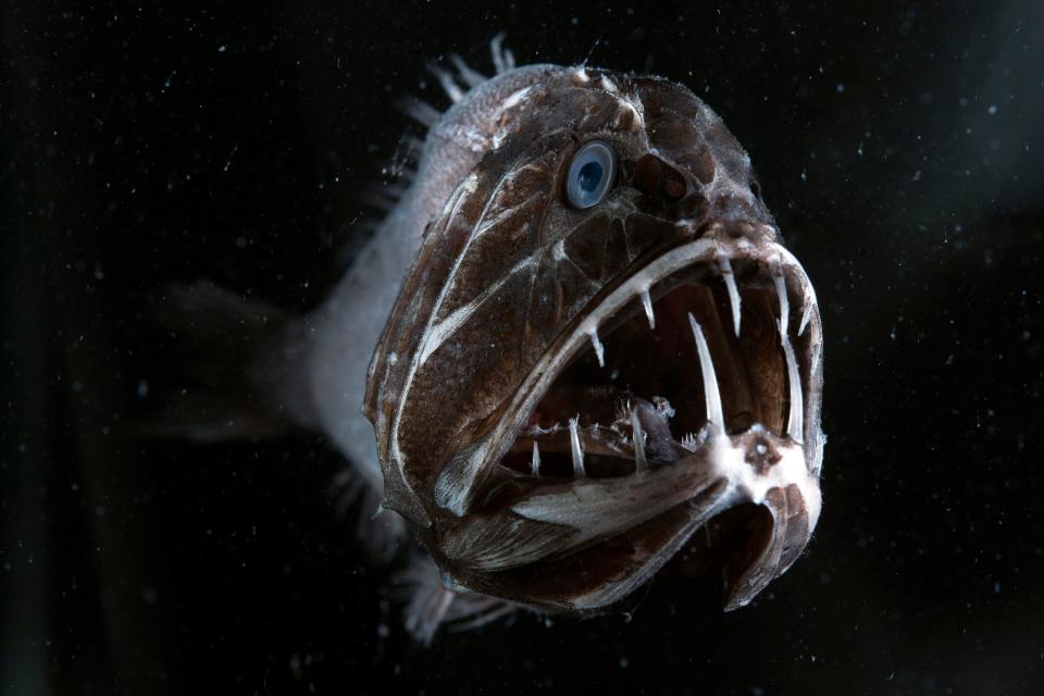  The fangtooth's gigantic teeth are actually the longest of any fish in the ocean, in relation to its body size