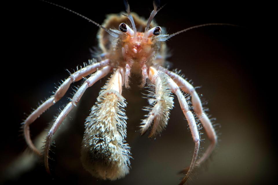  The zebra mantis shrimp is a 'spearer' hunter and uses its front legs to attack small fish