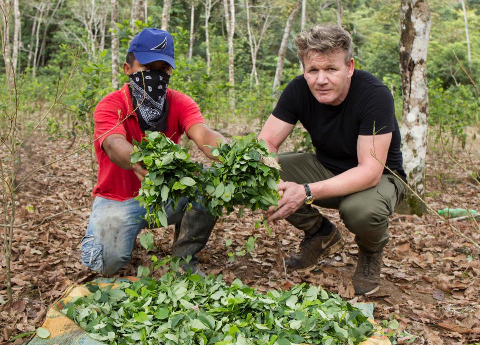  Leaf it out . . . getting to grips with the coca plant used to make cocaine