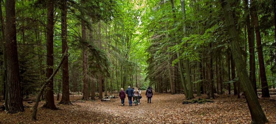  Thetford Forest lies at the heart of the Brecks — a vast forested area of East Anglia set to become Britain’s latest adventure playground