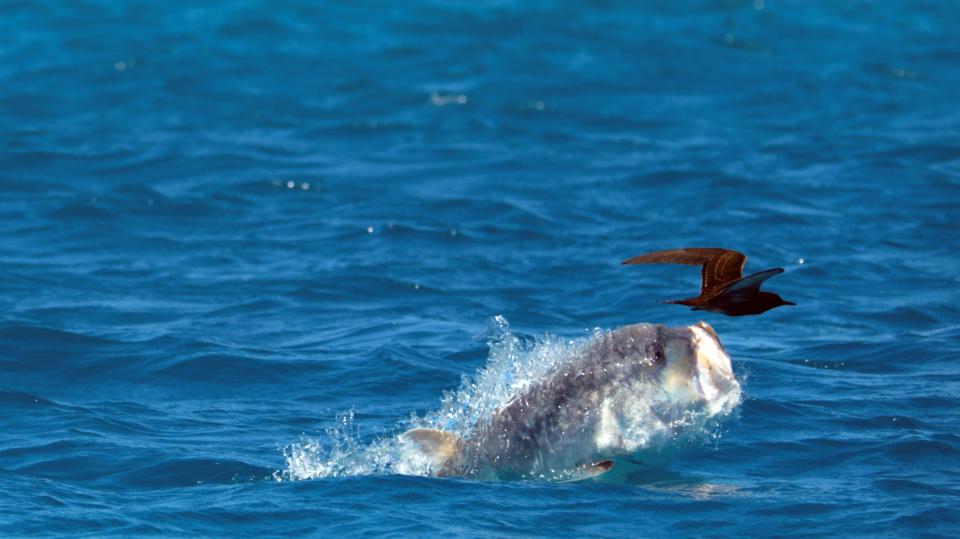  This is the incredible moment a hungry giant trevally fish leapt from the water to attack a flying seabird