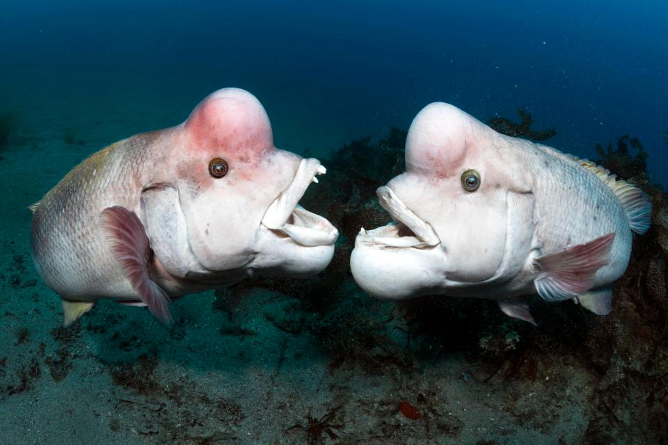  The Asian sheepshead wrasse are characteristic thanks to their 'forehead' protrusions