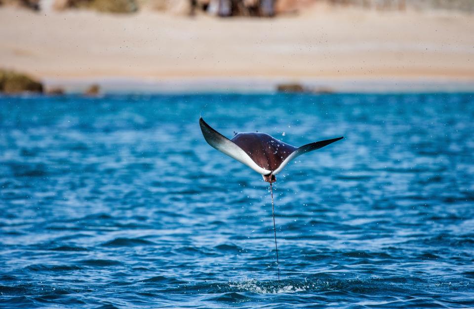  The mobula ray can launch itself over 6ft out of the water