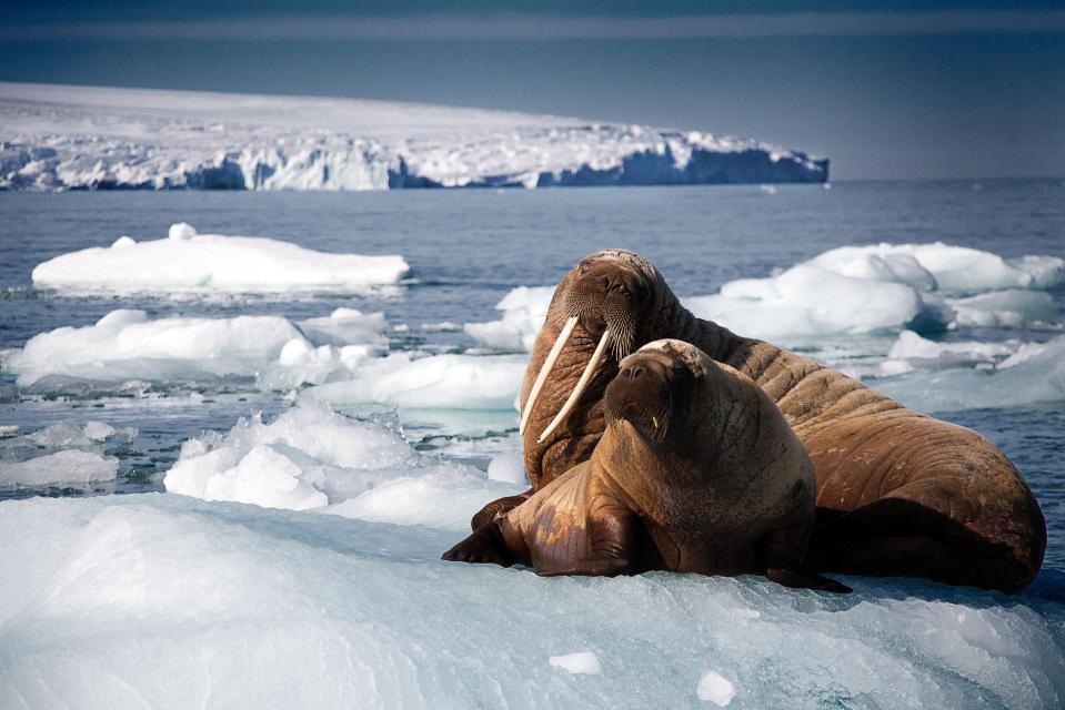  Blue Planet II enthralled viewers with a baby walrus