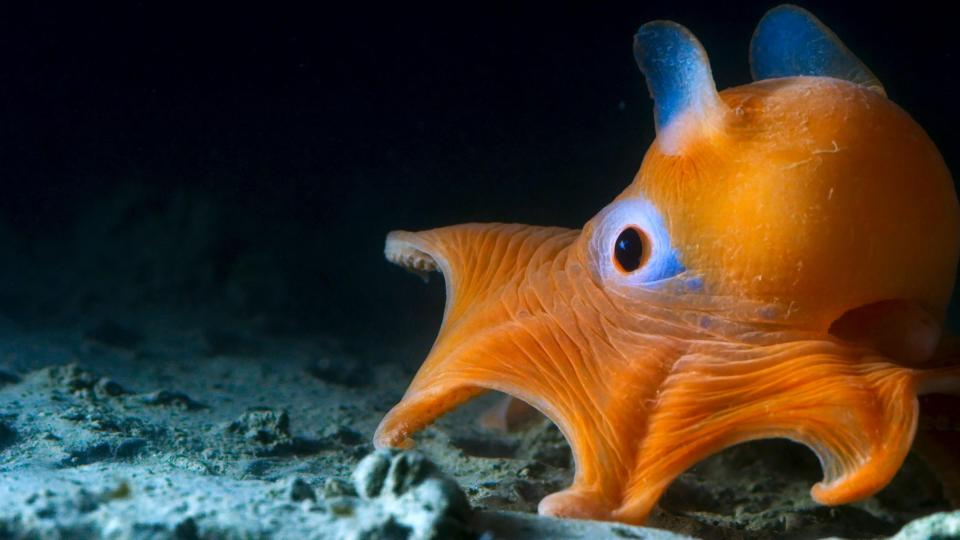  Blue Planet II will show viewers a cute flapjack octopus that lives in deep waters off California