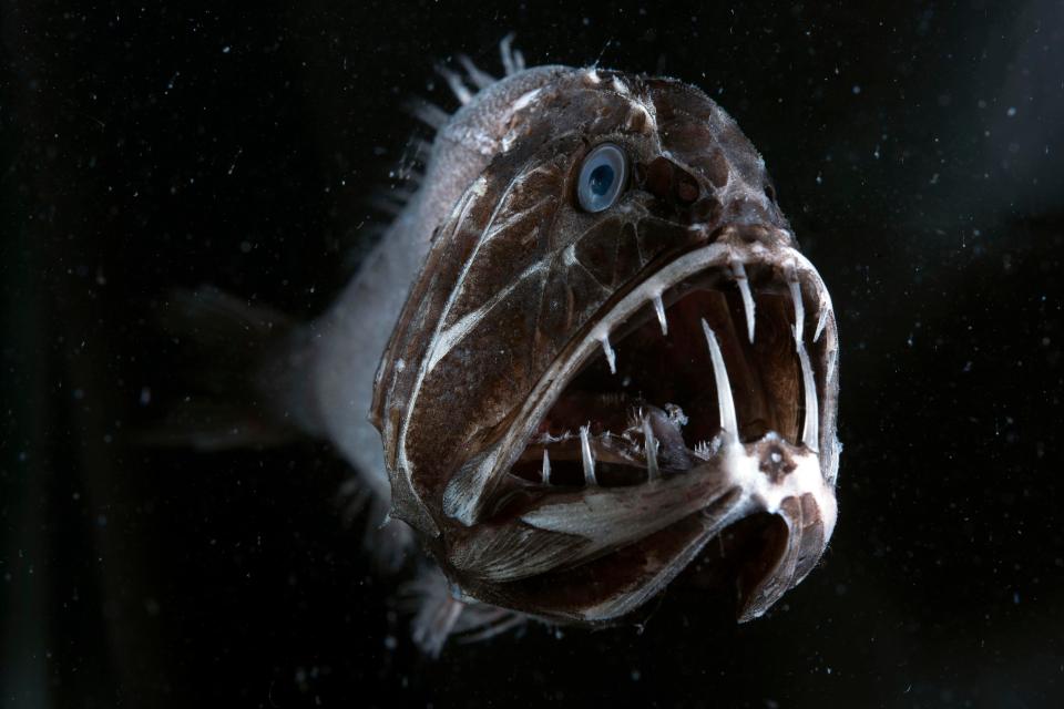  The fangtooth can detect movement in the pitch-black depths of the sea which it lives