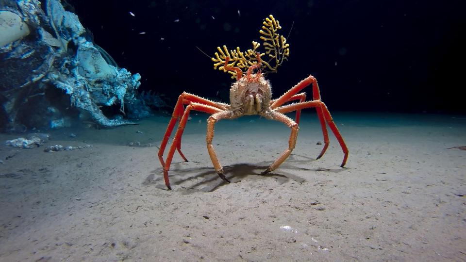  Deep sea spider crabs will be seen patrolling the deep seafloor