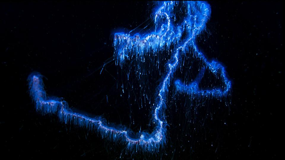  Blue Planet II captured remarkable footage of the siphonophore which is able to clone itself repeatedly