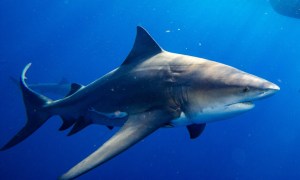  Bull sharks are on average the most violent shark