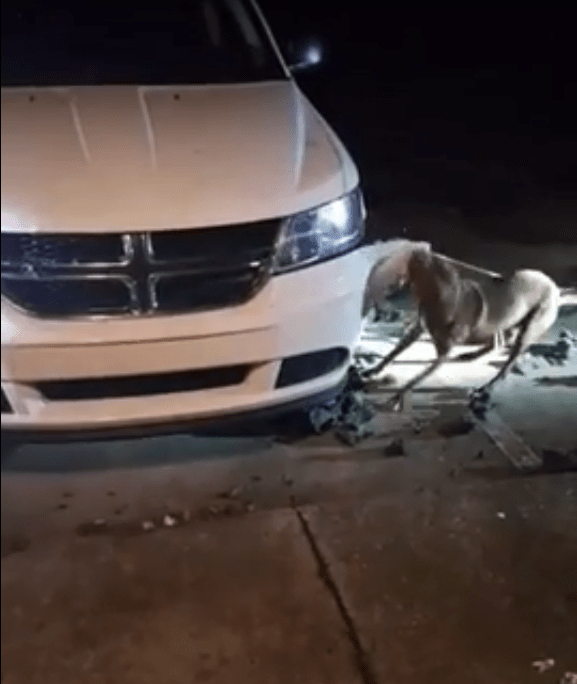  One-year-old pitbull Red nearly ripped the 4x4's bumper clean off