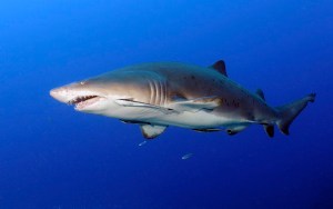  Tiger sharks are the second most deadly shark