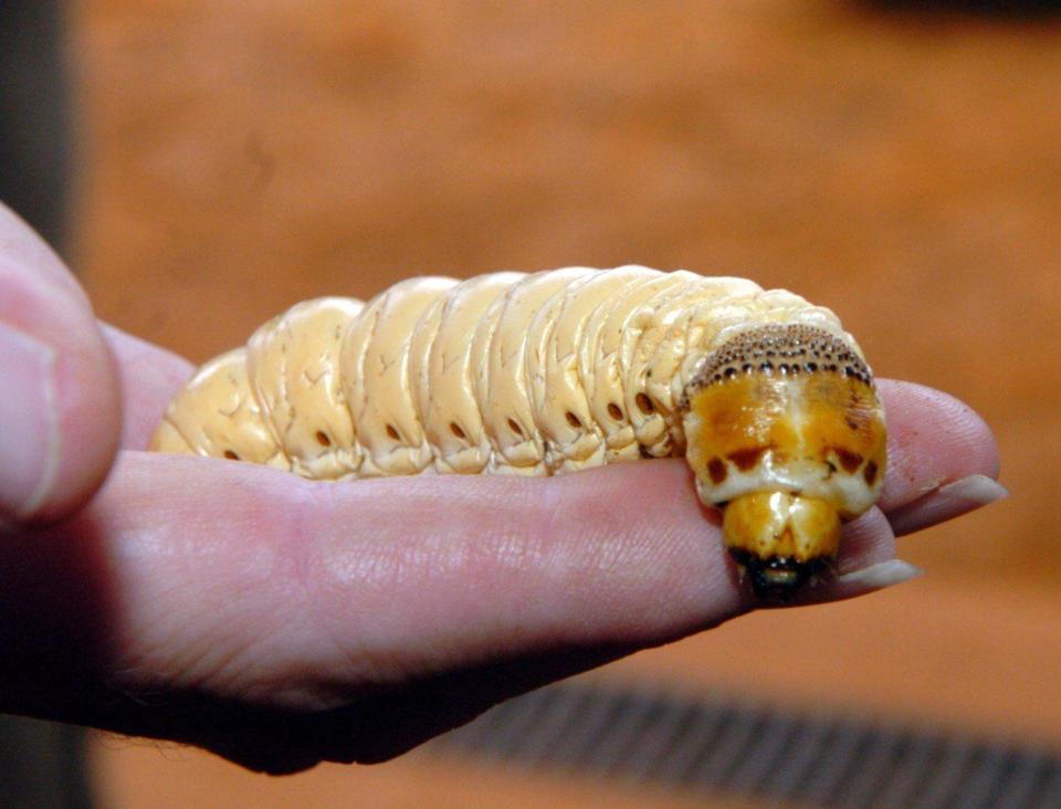  The witchetty grub holds no fears for Stanley