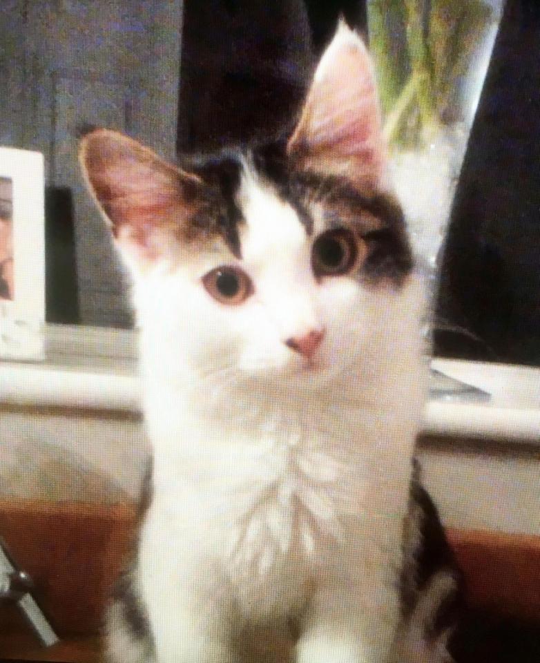  The killer has been murdering cats across the UK, including Barney, pictured