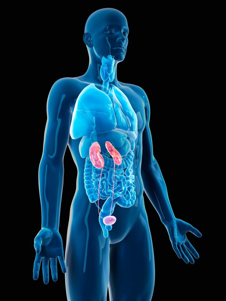  If your kidneys fail your body can become overloaded with toxins and this can be life-threatening if left untreated