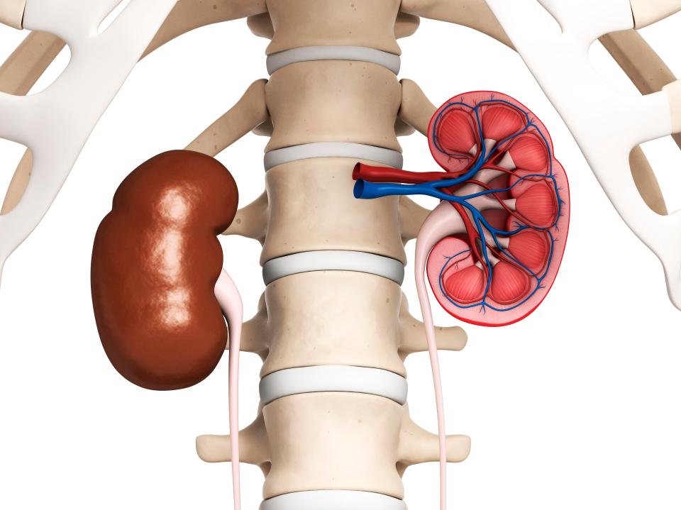  Your kidneys are located towards your lower back, either side of your spine