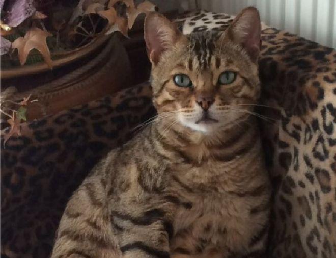  The death of Cat Taz in nearby Potter's Bar has also been linked to the Croydon cat killer