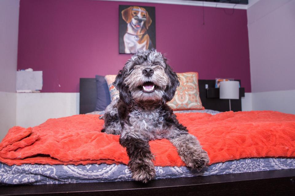  Dogs are given their own full size bed