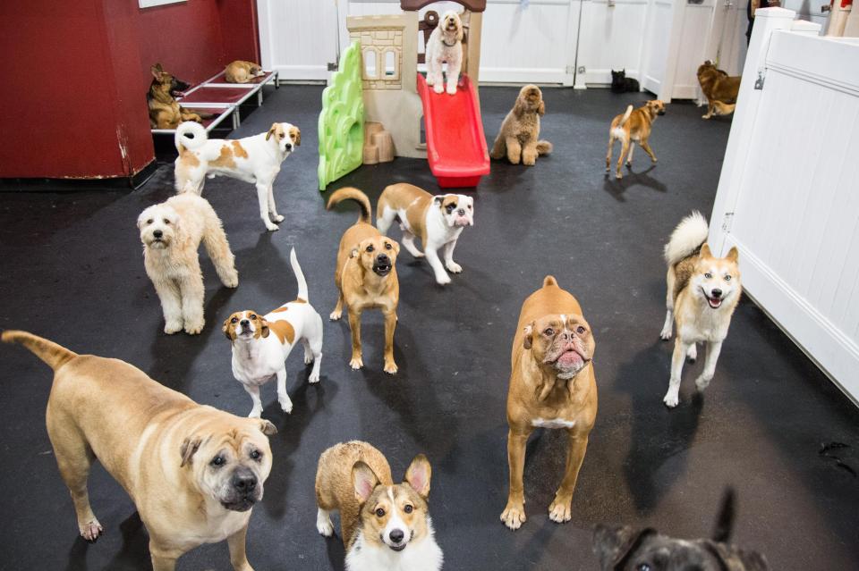  Each pet has to pass a temperament test to make sure they will fit in with the crowd