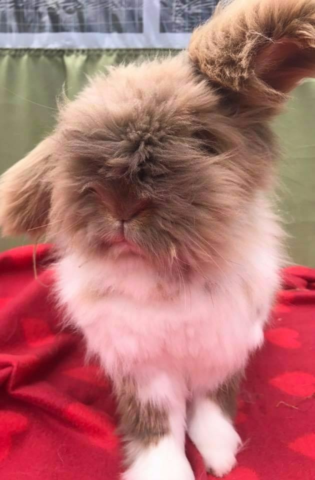  Adorable pet bunny Teddy was viciously murdered in a horrific attack