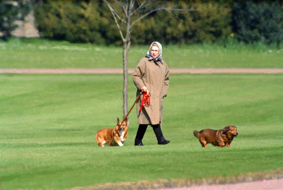  Queen Elizabeth II walking her dogs at Windsor Castle in 1994