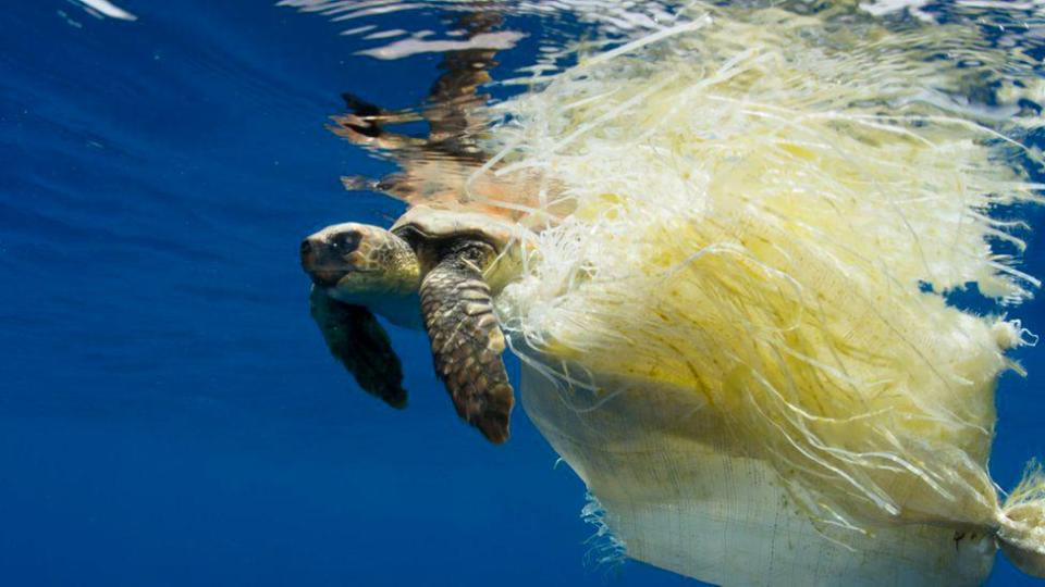  A turtle fights for its survival after being caught in a tangle of discarded plastic in Blue Planet II