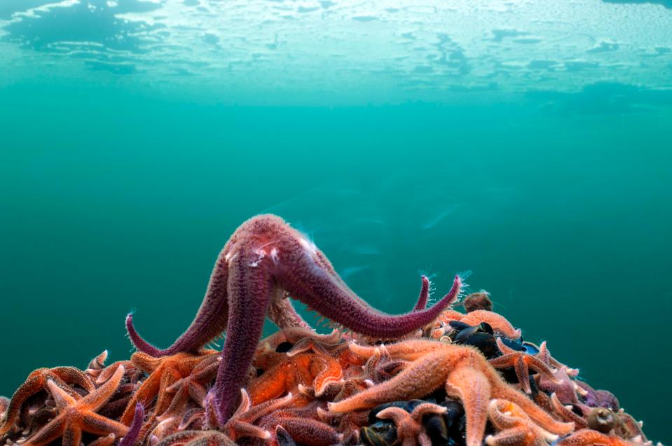  A common starfish rising up in order to spawn in coastal waters close to Bergen Norway