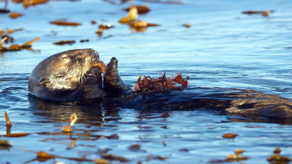  The presence of predators such as sea otters deter urchins from swarming which could cause great damage to kelp forests