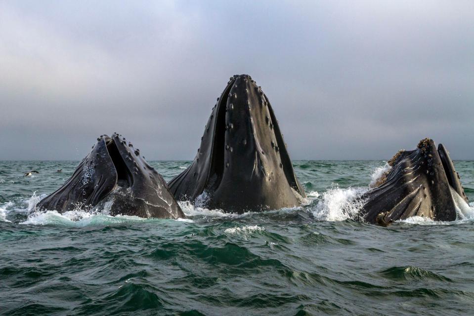  Humpback whales feast off the coast of Monterey, US. They are seen lunging from the sea, feeding on vast shoals of plankton and fish attracted by an algae bloom.